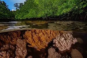 Split Level Prints: RF - Split level view of soft corals (Sinularia sp)