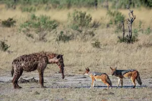 Canis Prints: RF - Spotted hyena (Crocuta crocuta)
