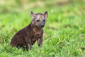 Adorable Prints: RF - Spotted hyena (Crocuta crocuta) cub