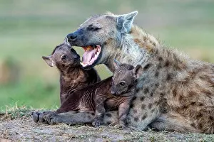 RF - Spotted hyena (Crocuta crocuta) female with cubs resting near den entrance, Masai Mara National Reserve, Kenya