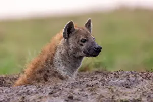 Crocuta Cuvieri Prints: RF - Spotted hyena (Crocuta crocuta) looking out from den entrance