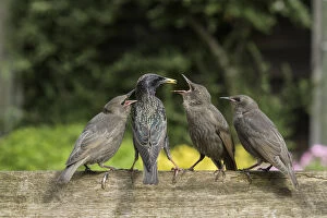 RF - Starling (Sturnus vulgaris) feeding fledgling chicks in urban garden. Greater Manchester, UK