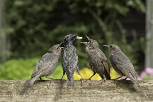 Sturnus Vulgaris Prints: RF - Starling (Sturnus vulgaris) feeding fledgling chicks in urban garden