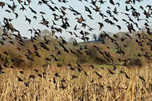 Somerset Prints: RF - Starling (Sturnus vulgaris) flock landing at a pre-roost in a maize field at dusk