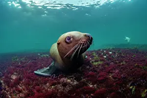 Eared Seal Prints: RF - Steller sea lion (Eumeptopias jubatus) playing underwater