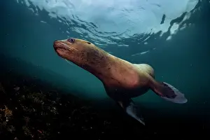 Eared Seal Prints: RF - Steller sea lion (Eumeptopias jubatus) swimming underwater