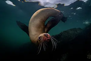 Eared Seal Prints: RF - Steller sea lion (Eumeptopias jubatus) swimming underwater
