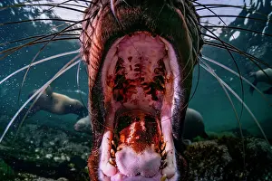 Eared Seal Prints: RF - Steller sea lion (Eumeptopias jubatus) underwater with mouth open wide