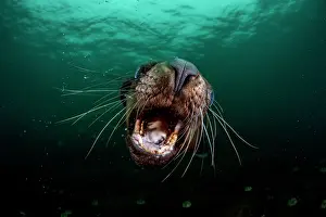 Eared Seal Prints: RF - Steller sea lion (Eumetopias jubatus) with gaping mouth