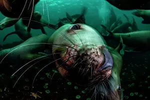 Eared Seal Prints: RF - Steller sea lion (Eumetopias jubatus) group swimming underwater