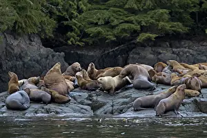 Eared Seal Prints: RF - Steller's sea lions (Eumetopias jubatus) colony resting on rocks