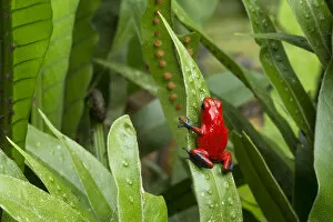 RF - Strawberry Poison Frog (Oophaga pumilio). Central Caribbean foothills, Costa Rica