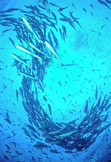 School Prints: RF - Streaming Bigeye jacks (Caranx sexfasciatus) with unidentified smaller fish in the background