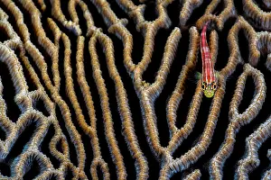 Scleractinia Prints: RF - Striped triplefin (Helcogramma striata) swimming over a Brain coral (Platygyra sp)