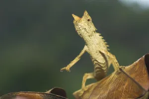 RF- Stump tailed chameleon (Brookesia superciliaris) portrait, Andasibe-Mantadia National Park