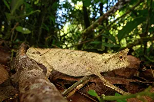 Lizard Prints: RF - Stump-tailed chameleon (Brookesia superciliaris) walking on forest floor