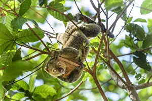 2020 April Highlights Prints: RF - Sulawesi bear cuscus (Ailurops ursinus) in forest canopy
