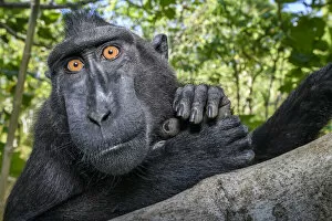 Images Dated 26th August 2020: RF - Sulawesi black macaque (Macaca nigra) male resting in forest