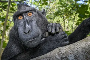 RF - Sulawesi black macaque (Macaca nigra) male resting in forest. Tangkoko National Park, Sulawesi, Indonesia. (This image may be licensed either as rights managed or royalty free. )