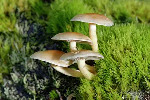 Mosses Prints: RF - Sulphur tuft fungus (Hypholoma fasciculare) clump growing on a moss covered rotting log in deciduous woodland