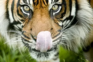 Images Dated 13th September 2018: RF - Sumatran tiger (Panthera tigris altaica / Panthera tigris tigris) staring at camera