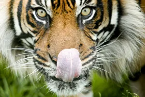 Appetite Prints: RF - Sumatran tiger (Panthera tigris altaica / Panthera tigris tigris) staring at camera