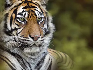 RF - Sumatran tiger (Panthera tigris sondaica). Captive