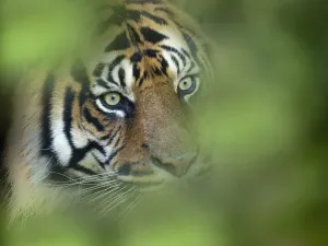 Tiger Prints: RF - Sumatran tiger (Panthera tigris sondaica) portrait. Captive, occurs in Sumtra