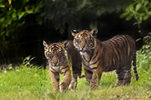 Tigers Gallery: RF- Sumatran tiger (Panthera tigris sumatrae) with cub, aged four months, captive