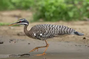 Gruiformes Prints: RF - Sunbittern (Eurypyga helias) portrait
