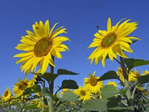 Yellow Gallery: RF - Sunflowers (Helianthus annuus) in bloom on Norfolk, England, UK. August