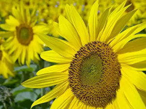 2018 April Highlights Gallery: RF - Sunflowers (Helianthus annuus) in bloom on Norfolk, England, UK. August