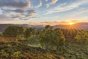 2019 August Highlights Gallery: RF - Sunrise over birch woodland, Cairngorms National Park, Scotland, UK