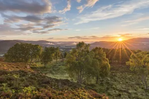 RF - Sunrise over birch woodland, Cairngorms National Park, Scotland, UK