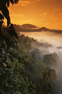 2018 June Highlights Gallery: RF- Sunrise and mist over lowland dipterocarp rainforest. Danum valley, Sabah, Borneo
