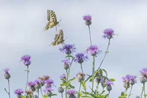 RF - Two Swallowtail butterflies (Papilio machaon) flying to feed on thistle (Cirsium sp.) bush in flower
