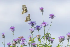 Cirsium Prints: RF - Two Swallowtail butterflies (Papilio machaon) flying to feed on thistle (Cirsium sp)