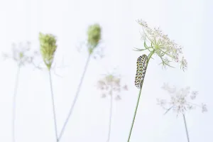 Umbelliferae Prints: RF - Swallowtail butterfly (Papilio machaon) caterpillar on Wild carrot (Daucus carota) flowers