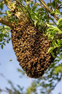 Apis Mellifica Prints: RF - Swarm of Honey bees (Apis mellifera) in an Elder tree (Sambucus nigra)