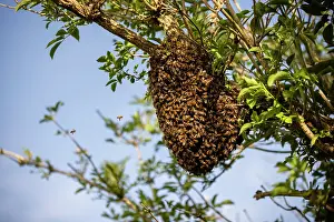 Apis Mellifica Prints: RF - Swarm of Honey bees (Apis mellifera) in an Elder tree (Sambucus nigra)