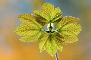 Indoors Prints: RF - Sycamore (Acer pseudoplatanus) fresh