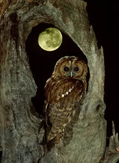 British Birds Collection: RF- Tawny owl with moon behind (Strix aluco), UK