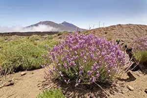 Mustard Prints: RF - Teide wallflower (Erysimum scoparium) clumps flowering in the Las Canadas caldera below Mount Teide