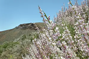 Legume Prints: RF - Teide white broom (Spartocytisus supranubius) flowering on a volcanic slope