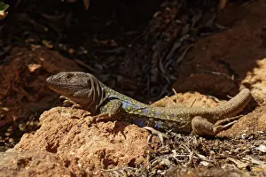 Lacertidae Prints: RF - Tenerife lizard (Gallotia galloti) male