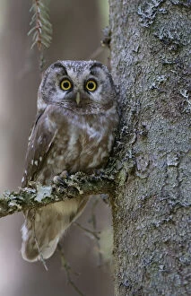 RF- Tengmalms owl (Aegolius funereus) perched in tree, Bergslagen, Sweden, June 2009