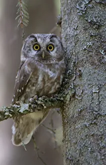 Rf17q1 Prints: RF- Tengmalms owl (Aegolius funereus) perched in tree, Bergslagen, Sweden, June 2009