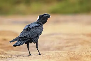 Corvidae Prints: RF - Thick-billed raven (Corvus crassirostris) portrait