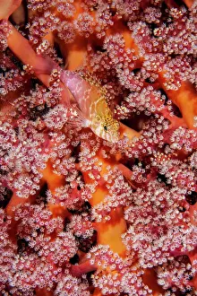 RF - Threadfin hawkfish (Cirrhitichthys aprinus) resting on soft coral (Nephtheidae), Triton Bay, West Papua, Pacific Ocean