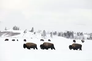 American Buffalo Gallery: RF -Three Bison (Bison bison) walking through snow with herd feeding in background